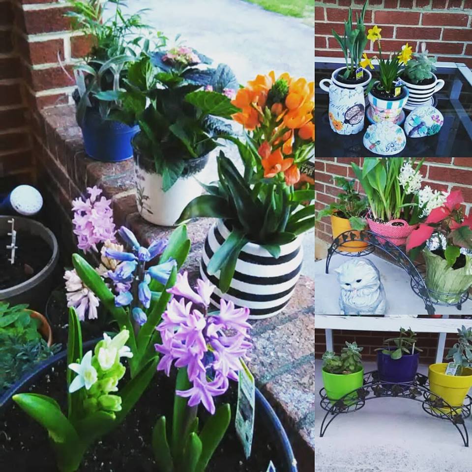 Starter Plants for the Beginning Gardener