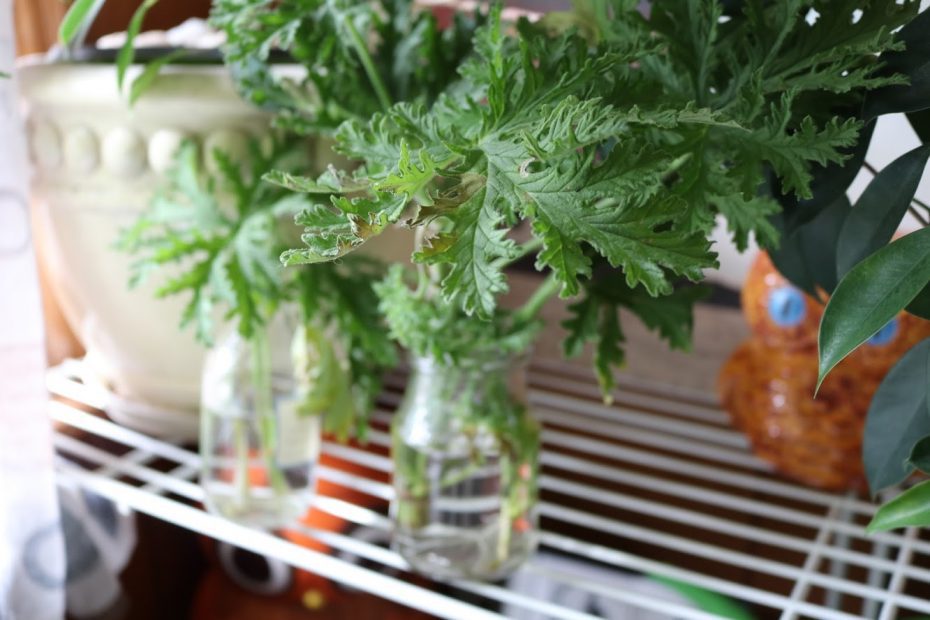 Inexpensive Ways To Start & Expand Your Indoor Plant Collection For Free!